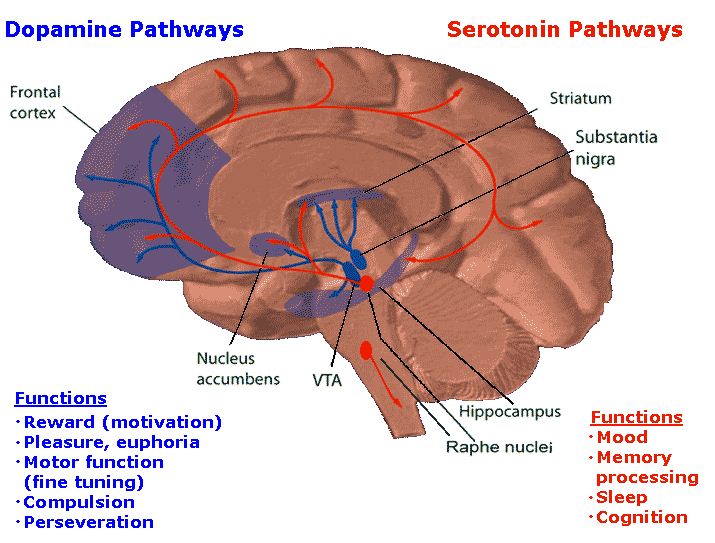 Dopamine : toutes les infos utiles sur
